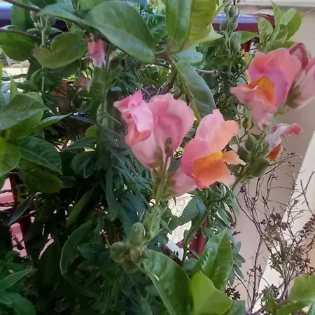 Nightflower Maison d'hôtes