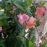 Nightflower בית הארחה
